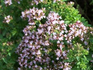 Origanum